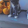 kitten, cat, teddy_bear, stuffed_animal, toy, orange, gray, white, feline, pet, indoor, curious, sitting, wooden_surface, black_ribbon, playful, cute, small, animal, companion