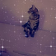 Esco participe au concours pour gagner de l'argent avec cette photo : cat, feline, animal, pet, indoor, couch, sitting, striped, tabby, sparkle_effect, magical, stars, purple_tone, filter, calm, portrait, domestic_animal, mystical, soft_lighting, cozy