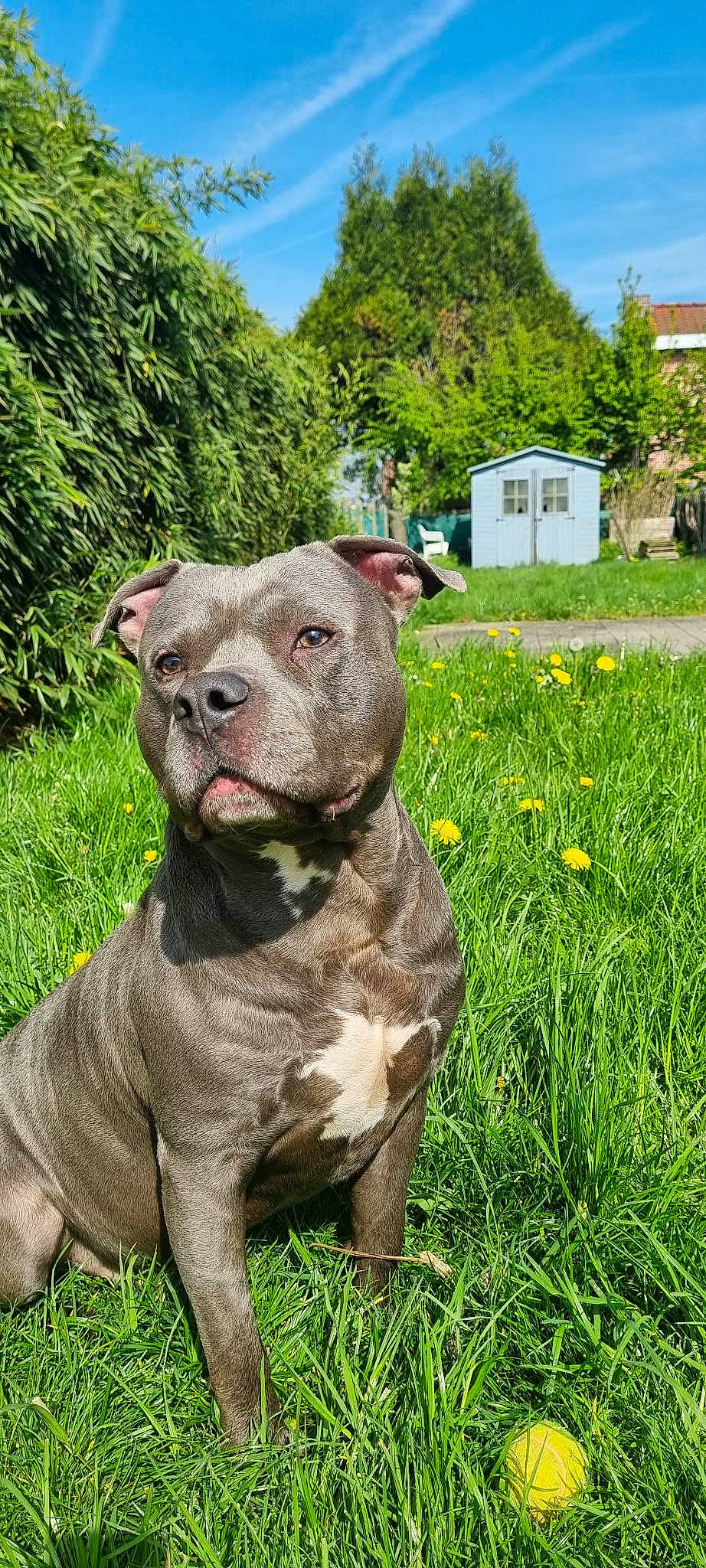 Daïko a rejoint le concours — aidez-le/la à gagner de superbes lots ! art, carnivore, collar, companion_dog, dog, dog_breed, dog_collar, fawn, flower, grass, groundcover, liver, plant, sky, snout, sporting_group, terrestrial_animal, tree, window, working_animal