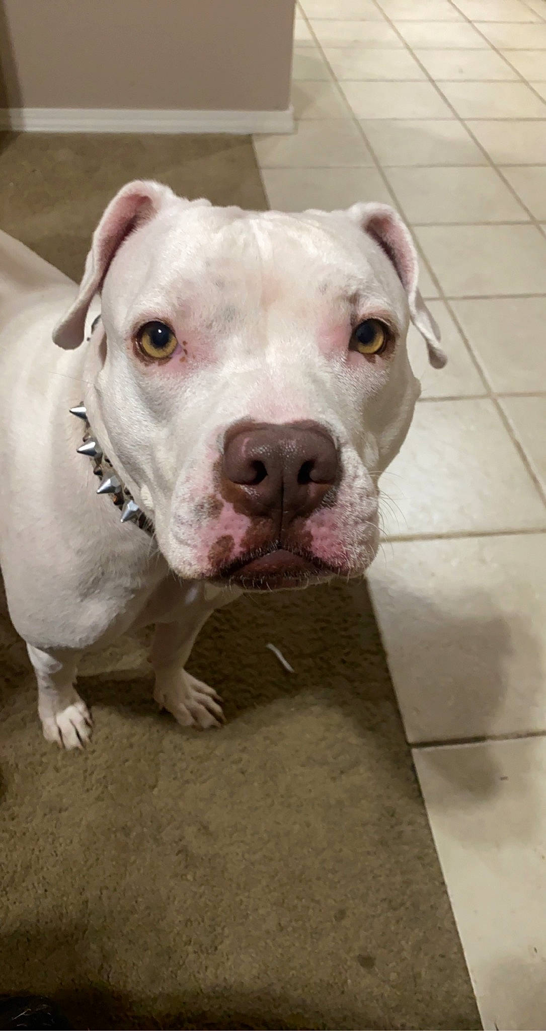 Nala is registered to the contest to win money with this photo: carnivore, companion_dog, cordoba_fighting_dog, dog, dog_breed, eye, fawn, fur, metal, non_sporting_group, pet_supply, snout, sporting_group, terrestrial_animal, tile_flooring, whiskers, working_animal