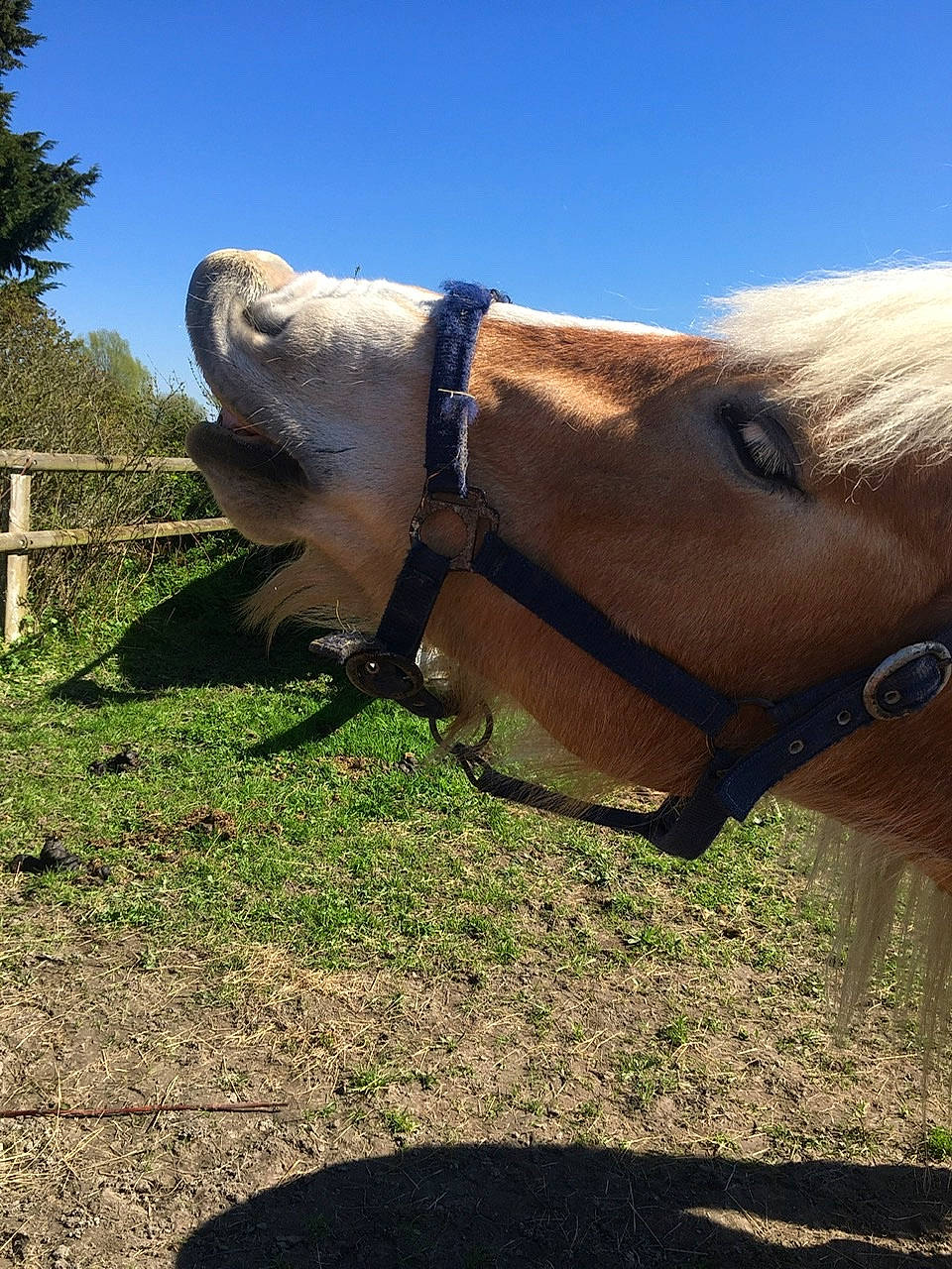 Ludmila a rejoint le concours — aidez-le/la à gagner de superbes lots ! bovine, fawn, grazing, horse, horse_tack, livestock, mane, mare, pack_animal, pasture, snout, stallion, working_animal