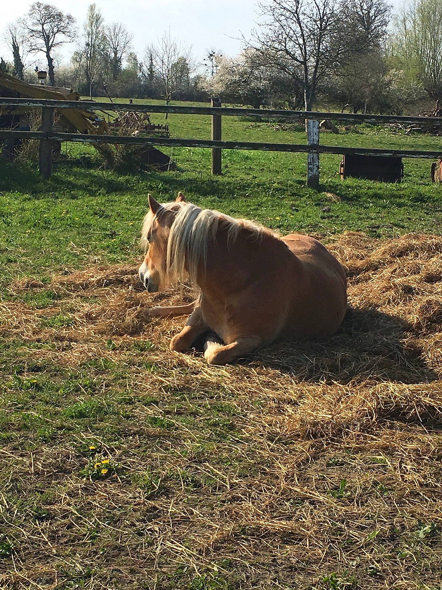 Ludmila participe au concours pour gagner de l'argent avec cette photo : farm, fawn, grass, grassland, grazing, horse, landscape, livestock, mane, mare, pasture, plant, pony, rural_area, sky, stallion, terrestrial_animal, tree, wildlife