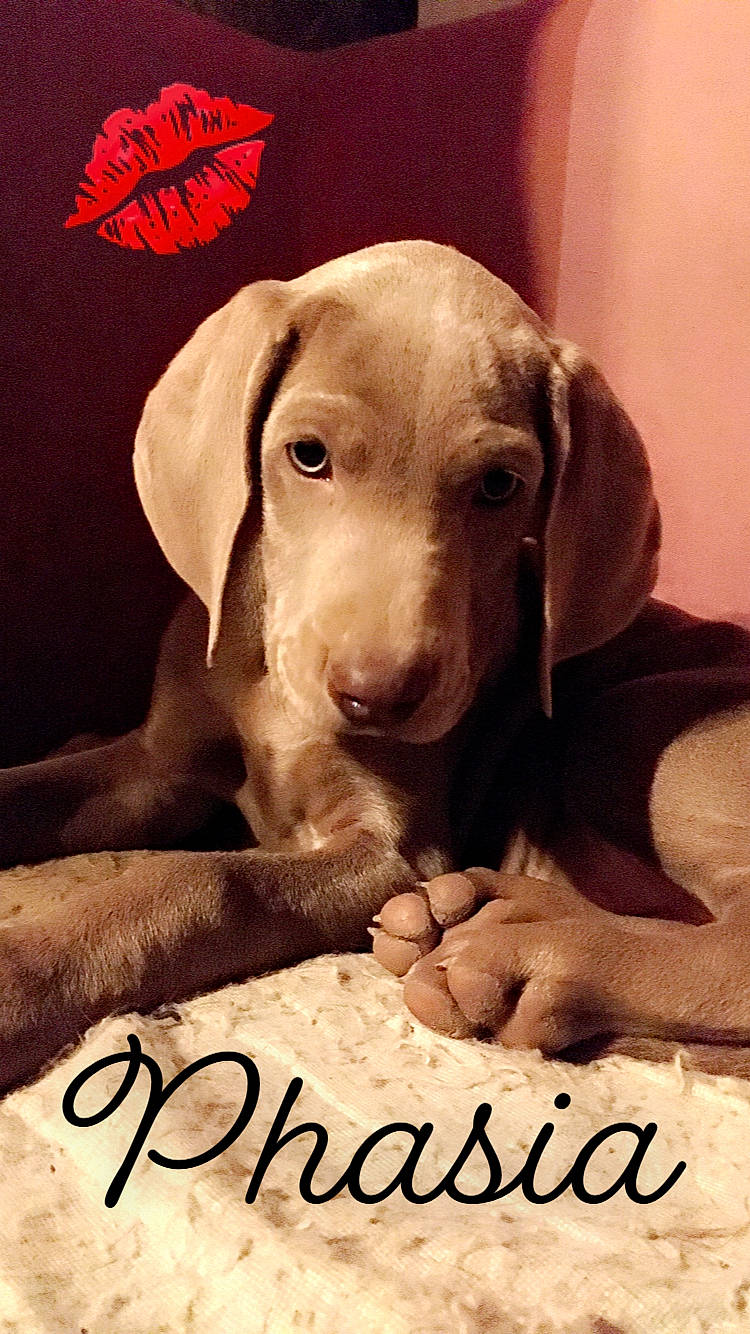 Phasia participe au concours pour gagner de l'argent avec cette photo : beagador, canidae, carnivore, companion_dog, dog, dog_breed, ear, fawn, mammal, photo_caption, pointer, pointing_breed, puppy, snout, sporting_group, vertebrate, vizsla, weimaraner