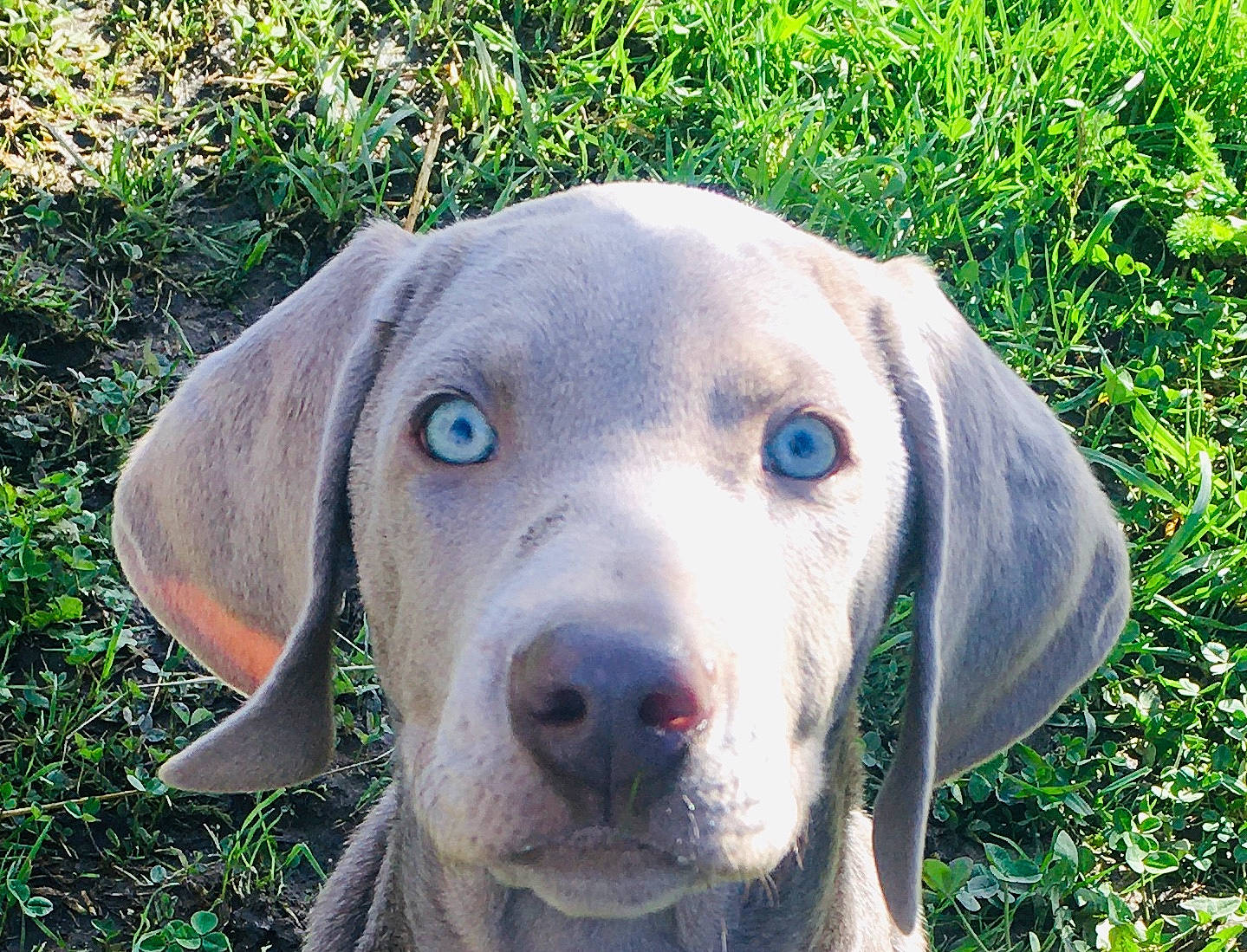 Phasia a rejoint le concours — aidez-le/la à gagner de superbes lots ! blue_lacy, canidae, carnivore, dog, dog_breed, ear, fawn, gun_dog, hunting_dog, mammal, pointer, pointing_breed, snout, sporting_group, vertebrate, vizsla, weimaraner, working_dog