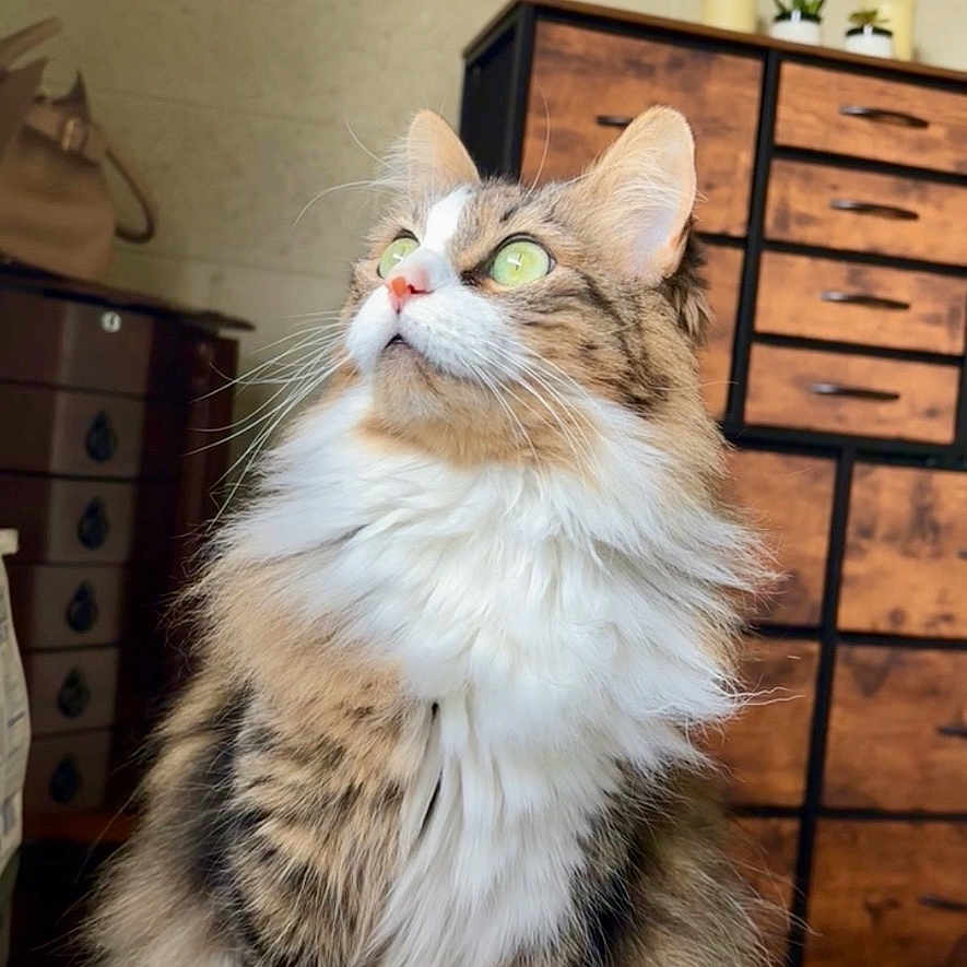 Freya is registered to the contest to win money with this photo: beige_wall, cat, cozy, curious, domestic_animal, drawer, feline, fluffy, furniture, green_eyes, household, indoor, long_hair, pet, portrait, sitting, tabby, whiskers, white_paws, wooden_surface