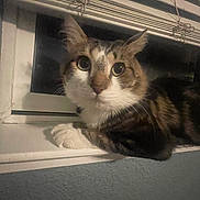 Chuche joined the competition — help win amazing prizes! cat, tabby, window_sill, indoor, night, blinds, curious, whiskers, pet, animal, feline, closeup, looking, ears, paw, face, domestic_cat, resting, house, window