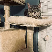 Totoro joined the competition — help win amazing prizes! animal, cat, cat_tree, cozy, domestic_cat, fur, furniture, household, indoor, looking, pet, pet_toy, plush, quiet, relaxing, resting, scratching_post, soft_texture, tabby_cat, window_blinds