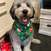 Bodhi joined the competition — help win amazing prizes! bandana, cabinet, canine, christmas, cute, dog, domestic_animal, floor, fur, green, happy, holiday, indoor, kitchen, mat, pet, portrait, sitting, smiling, tile