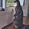 cat, window, table, indoor, wooden_table, curious_cat, greenery, nature_outside, pet, animal, feline, looking_out, standing, quiet, peaceful, daylight, home, domestic, resting, window_sill