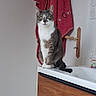 cat, gray_cat, white_cat, bathroom, sink, cabinet, wooden_cabinet, red_towel, towel, floor, door_handle, indoor, pet, animal, curious, sitting, looking, feline, home, clean
