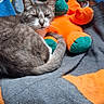 cat, stuffed_toy, blanket, orange, green, gray_cat, white_cat, feline, pet, cozy, resting, indoor, soft_toy, fabric, colorful, cute, animal, relaxed, fur, mammal