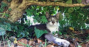 Bellule a rejoint le concours — aidez-le/la à gagner de superbes lots ! carnivoran, cat, cat_like_mammal, fauna, grass, jungle, leaf, plant, small_to_medium_sized_cats, tree, whiskers