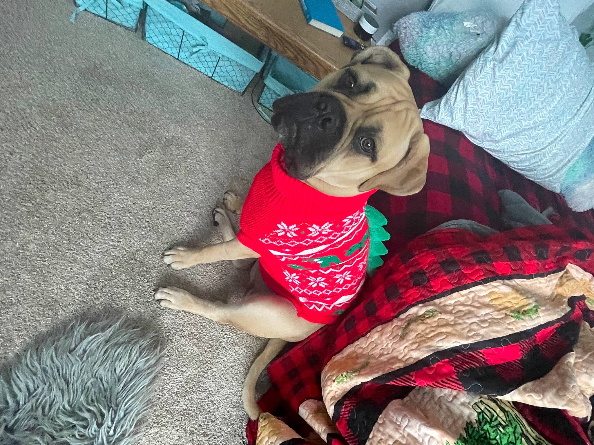 Emma Jean joined the competition — help win amazing prizes! carnivore, comfort, companion_dog, dog, dog_breed, dog_clothes, dog_supply, fawn, flooring, human_leg, linens, mammal, pattern, pet_supply, plaid, snout, sunglasses, tartan, thigh, working_animal