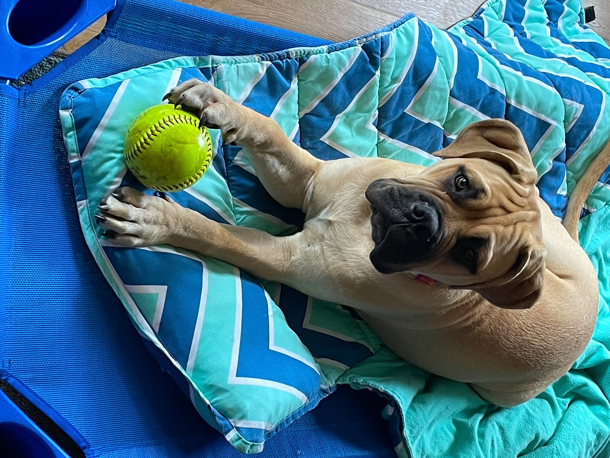 Emma Jean joined the competition — help win amazing prizes! ball, blue, canidae, carnivore, comfort, companion_dog, dog, dog_breed, fawn, fun, grass, green, leisure, net, recreation, sporting_group, sports_equipment, tennis_ball, working_animal, wrinkle