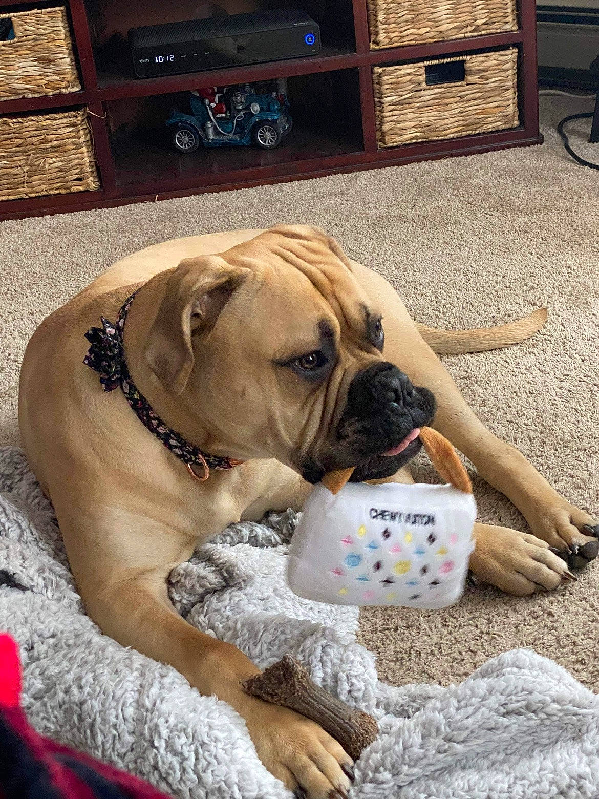 Emma Jean is registered to the contest to win money with this photo: boxer, cabinetry, canidae, carnivore, collar, comfort, companion_dog, dog, dog_breed, dog_collar, dog_supply, fawn, flooring, home_appliance, paw, pet_supply, snout, sporting_group, working_animal, wrinkle