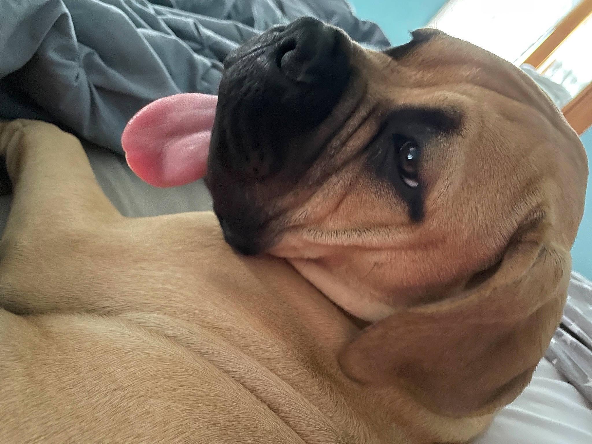 Emma Jean joined the competition — help win amazing prizes! carnivore, comfort, companion_dog, couch, dog, dog_breed, dog_collar, ear, fawn, gesture, linens, liver, selfie, snout, sporting_group, thumb, toy_dog, whiskers, working_animal, wrinkle