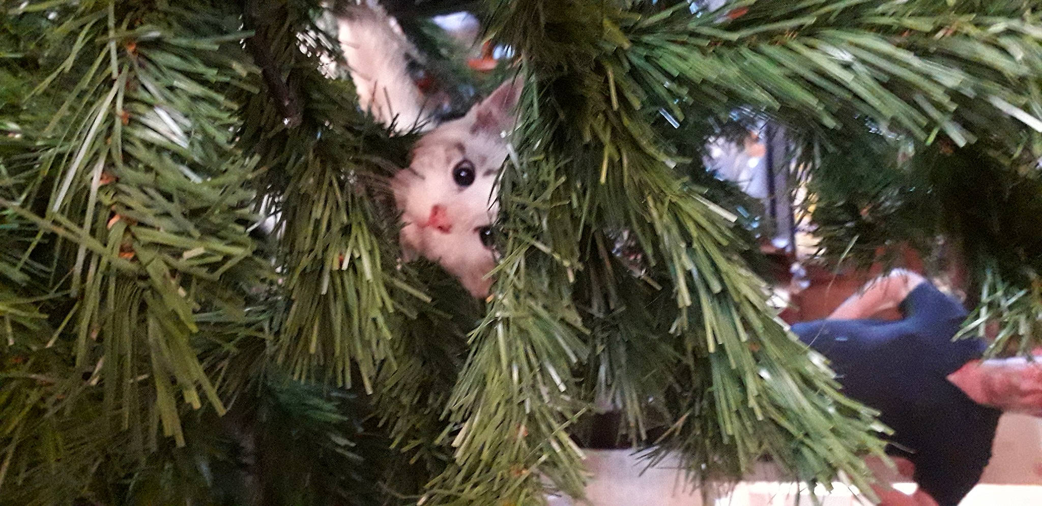 Nounouille participe au concours pour gagner de l'argent avec cette photo : branch, carnivore, cat, christmas_decoration, christmas_ornament, christmas_tree, event, evergreen, fawn, felidae, holiday_ornament, organism, ornament, plant, shortstraw_pine, small_to_medium_sized_cats, snout, terrestrial_plant, twig, whiskers