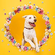 Alma a rejoint le concours — aidez-le/la à gagner de superbes lots ! dog, flower, floral_hoop, yellow_background, happy, playful, pet, collar, spring, bright_colors, studio_photo, animal, cute, jumping, portrait, colorful, tongue_out, cheerful, isolated, decorative