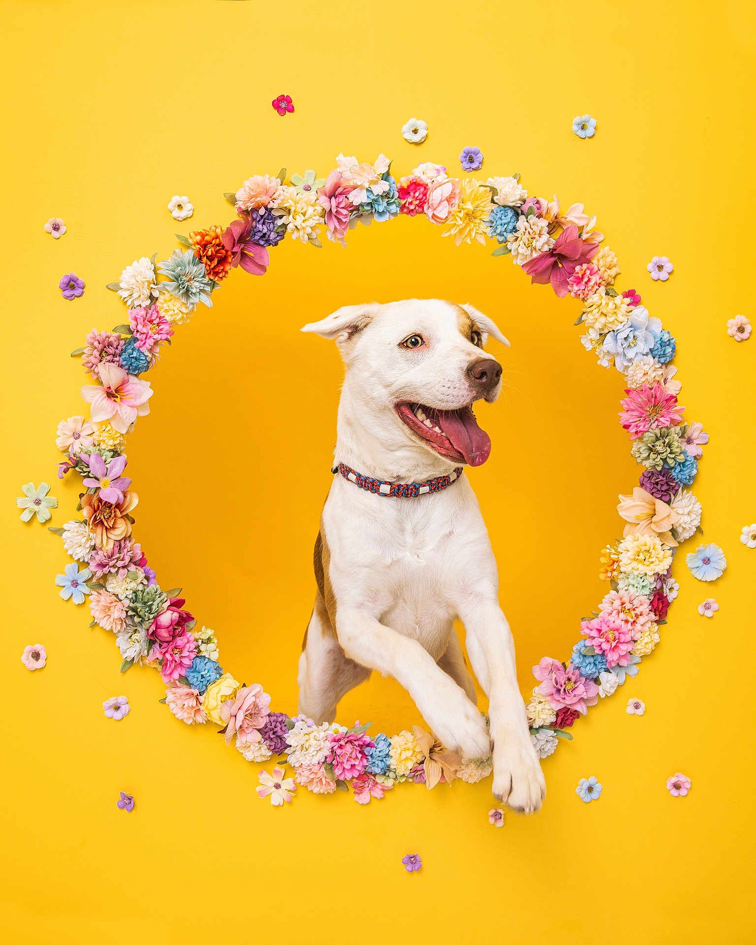 Alma a rejoint le concours — aidez-le/la à gagner de superbes lots ! dog, flower, floral_hoop, yellow_background, happy, playful, pet, collar, spring, bright_colors, studio_photo, animal, cute, jumping, portrait, colorful, tongue_out, cheerful, isolated, decorative