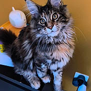 Altesse participe au concours pour gagner de l'argent avec cette photo : cat, kitten, long_hair, tabby, whiskers, ears, eyes, paws, sitting, indoor, yellow_wall, shelf, plug, charger, cable, toy, curious, portrait, close_up, fluffy