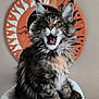 cat, kitten, maine_coon, fluffy, long_hair, tabby, pet, whiskers, ears, open_mouth, meowing, yawning, paw, cat_bed, indoor, decorative_plate, sun_motif, portrait, cute, feline