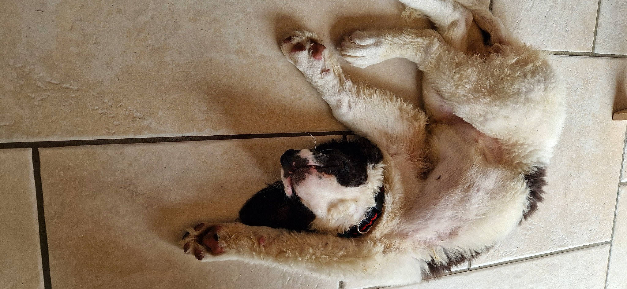 Urya participe au concours pour gagner de l'argent avec cette photo : bored, carnivore, claw, comfort, companion_dog, dog, dog_breed, fawn, felidae, foot, fur, mammal, paw, small_to_medium_sized_cats, snout, sporting_group, tail, vertebrate, whiskers, working_animal