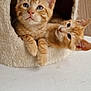 cat, kitten, orange_tabby, pet, animal, cute, feline, indoor, cozy, cat_cave, fur, whiskers, ears, paws, resting, curious, two_kittens, soft_texture, home, closeup