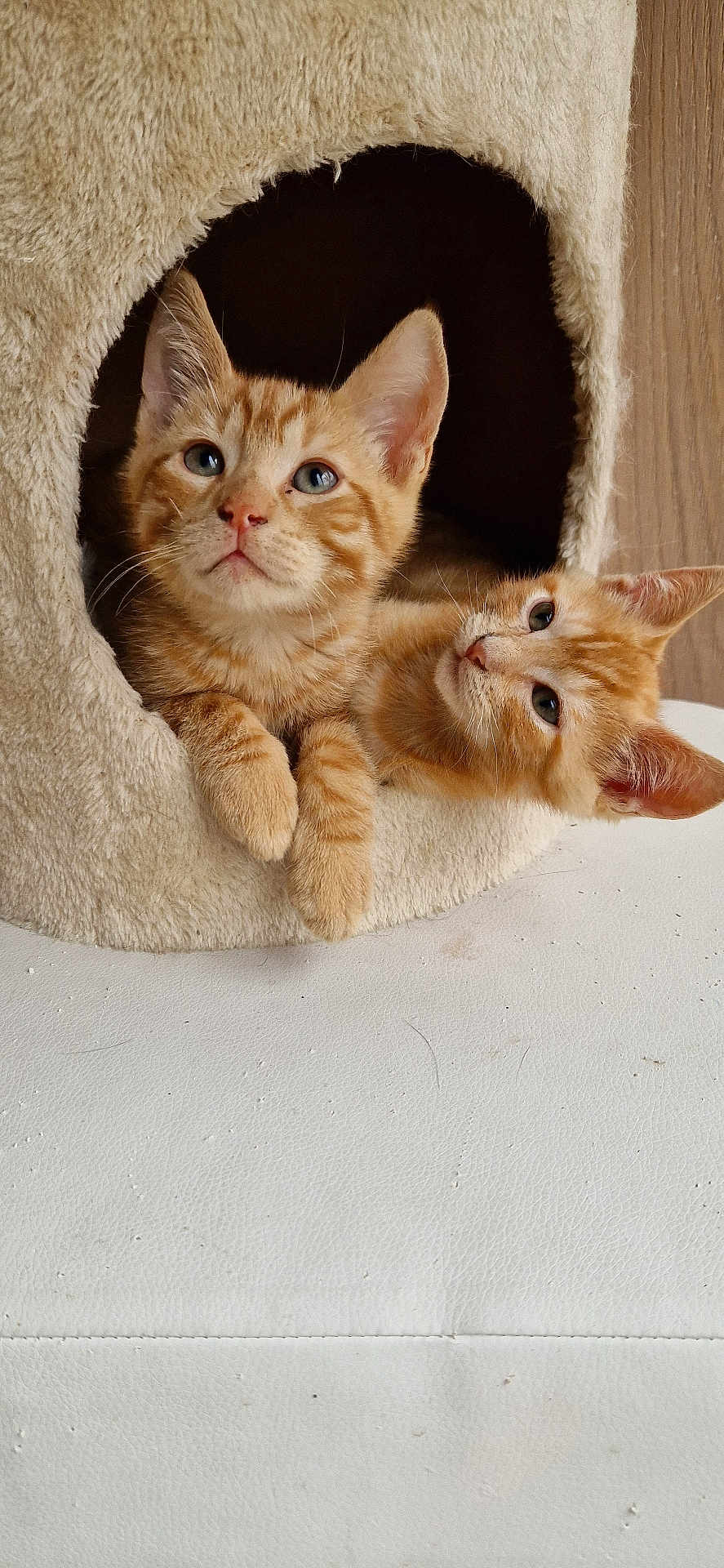 Winni a rejoint le concours — aidez-le/la à gagner de superbes lots ! cat, kitten, orange_tabby, pet, animal, cute, feline, indoor, cozy, cat_cave, fur, whiskers, ears, paws, resting, curious, two_kittens, soft_texture, home, closeup