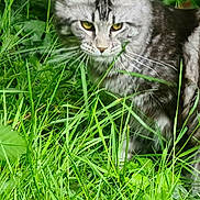 Lollypop a rejoint le concours — aidez-le/la à gagner de superbes lots ! animal, background, cat, ears, eyes, feline, focused, fur, grass, greenery, leaf, nature, outdoor, pet, plant, tabby, vertical_crop, watermark, whiskers, wildlife