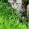 animal, background, cat, ears, eyes, feline, focused, fur, grass, greenery, leaf, nature, outdoor, pet, plant, tabby, vertical_crop, watermark, whiskers, wildlife