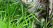 Anju a rejoint le concours — aidez-le/la à gagner de superbes lots ! animal, background, cat, ears, eyes, feline, focused, fur, grass, greenery, leaf, nature, outdoor, pet, plant, tabby, vertical_crop, watermark, whiskers, wildlife