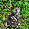 animal, cat, cute, eyes, foliage, fur, garden, grass, greenery, leaf, mammal, nature, outdoor, pet, plants, serene, sitting, tabby, whiskers, wildlife