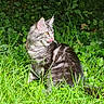 animal, cat, closeup, daylight, ears, feline, fur, grass, greenery, leafy_background, licking_lips, mammal, nature, outdoor, pets, sitting, tabby_cat, whiskers, wildlife, yellow_eyes