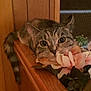 cat, tabby_cat, feline, pet, flowers, pink_flowers, bouquet, wooden_surface, railing, close_up, big_eyes, whiskers, tail, indoor, cozy, resting, curious, portrait, home_decor, decorative_flowers