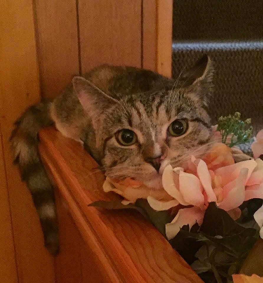 Tigerlilly is registered to the contest to win money with this photo: cat, tabby_cat, feline, pet, flowers, pink_flowers, bouquet, wooden_surface, railing, close_up, big_eyes, whiskers, tail, indoor, cozy, resting, curious, portrait, home_decor, decorative_flowers