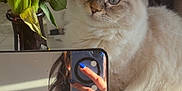 Apo participe au concours pour gagner de l'argent avec cette photo : cat, flowers, bouquet, mirror, selfie, hand, nails, blue_nails, reflection, fluffy_cat, pink_flower, vase, indoor, natural_light, table, person, phone, long_hair, furniture, home