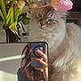cat, flowers, bouquet, mirror, selfie, hand, nails, blue_nails, reflection, fluffy_cat, pink_flower, vase, indoor, natural_light, table, person, phone, long_hair, furniture, home