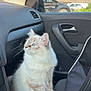cat, fluffy_cat, blue_eyes, car_interior, car_seat, window, sunlight, pet, domestic_animal, curious, sitting, side_view, feline, whiskers, indoor, transportation, seatbelt, black_bag, dashboard, car_door