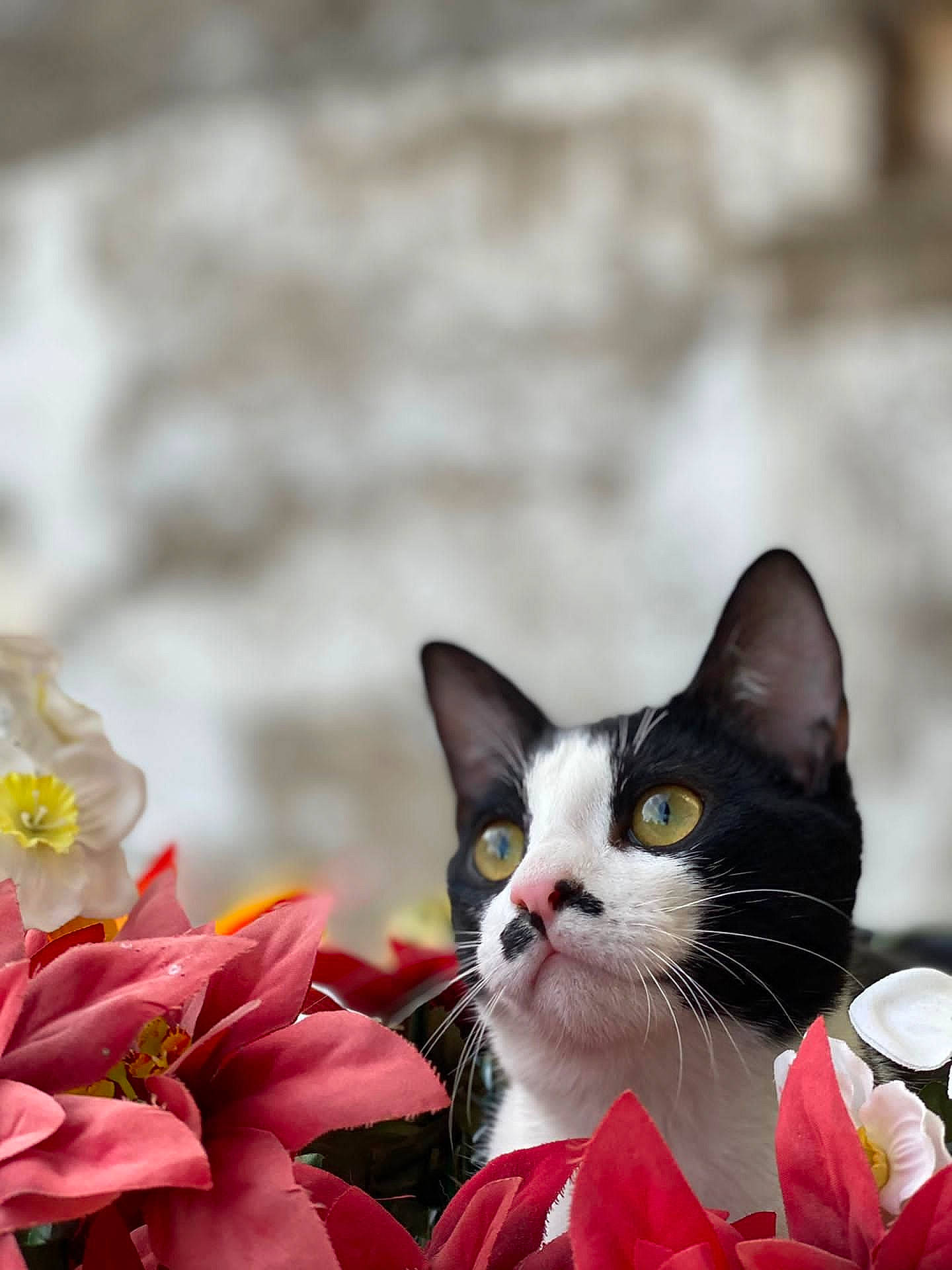 Kira a rejoint le concours — aidez-le/la à gagner de superbes lots ! annual_plant, carmine, carnivore, cat, domestic_short_haired_cat, felidae, flower, flowering_plant, fur, grass, herbaceous_plant, lily_family, petal, plant, small_to_medium_sized_cats, snout, tail, terrestrial_animal, tree, whiskers