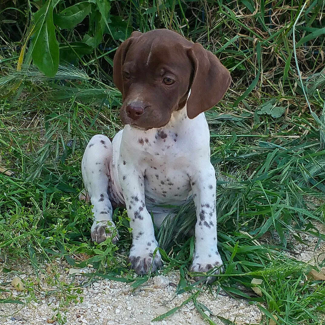 Prune participe au concours pour gagner de l'argent avec cette photo : puppy, dog, grass, outdoor, nature, animal, young, brown_head, white_body, spots, sitting, cute, pet, canine, fur, ground, greenery, small_stones, ears, alert
