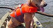 Nova is registered to the contest to win money with this photo: adventure, animal, boat, dog, kayak, lake, legs, life_jacket, nature, outdoor, person, pet, recreation, relaxation, summer, sunny, tongue_out, trees, vacation, water