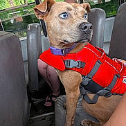 Nova is registered to the contest to win money with this photo: adventure, animal, blue_eyes, brown_dog, bus_seat, collar, curious, dog, human_leg, indoor, life_jacket, looking_away, pet, resting, safety_gear, seat, straps, tattoo, transportation, window