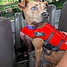 adventure, animal, blue_eyes, brown_dog, bus_seat, collar, curious, dog, human_leg, indoor, life_jacket, looking_away, pet, resting, safety_gear, seat, straps, tattoo, transportation, window