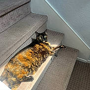 Miyu joined the competition — help win amazing prizes! cat, tortoiseshell, stairs, carpet, indoor, sunlight, animal, feline, pet, relaxing, cozy, orange, black, brown, laying_down, resting, home, wall, texture, paw