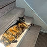 cat, tortoiseshell, stairs, carpet, indoor, sunlight, animal, feline, pet, relaxing, cozy, orange, black, brown, laying_down, resting, home, wall, texture, paw