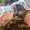 Miyu joined the competition — help win amazing prizes! cat, yawning, fur, blur, indoor, blanket, soft, cozy, pet, animal, tabby, resting, mouth_open, tongue, feline, domestic, sleepy, comfort, bed, home
