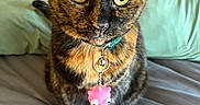 Miyu is registered to the contest to win money with this photo: cat, tortoiseshell_cat, pet, collar, charm, pink_skull, bed, pillow, indoor, close_up, animal, feline, cute, looking, green_eyes, fur, whiskers, sitting, cozy, soft