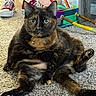 cat, tortoiseshell_cat, carpet, indoor, pet, animal, relaxed, cute, funny_pose, red_sneakers, colorful_bag, floor, whiskers, ears, eyes, paws, collar, bell, fur, domestic_cat