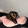 Miyu joined the competition — help win amazing prizes! cat, tortoiseshell, pet, animal, indoor, cushion, pink, black, purple, headscarf, resting, cozy, fur, cute, domestic_cat, laying, feline, portrait, soft, comfortable