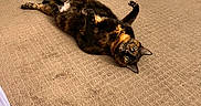 Miyu joined the competition — help win amazing prizes! animal, carpet, cat, cozy, domestic, ears, feline, floor, fur, home, indoor, lying_down, mirror, paws_up, pet, playful, relaxed, storage_bins, tortoiseshell_cat, whiskers